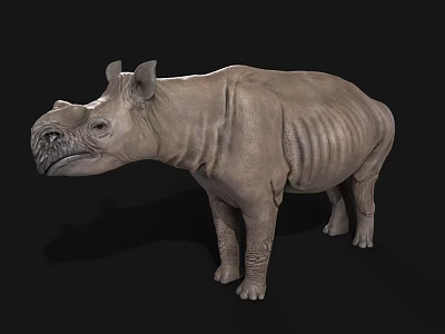 Gray Rhinoceros 3D Model With Detailed Skin Texture Isolated On Black 3d model
