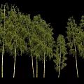 Tall Bamboo Plants With Green Leaves Against Blue Sky Background