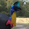Cassowary Bird With Black Feathers Blue Head And Colorful Neck In Natural Habitat