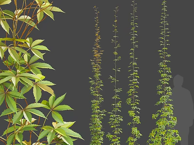 Various Climbing Vines Featuring Green Foliage and Different Leaf Shapes 3d model
