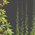Various Climbing Vines Featuring Green Foliage and Different Leaf Shapes