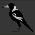 Black and White Bird with Green Beak Red Eyes Grey Claws Standing on Grey Background