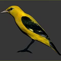 Vibrant Yellow Bird with Green Wing Patches Standing on Glossy Black Surface
