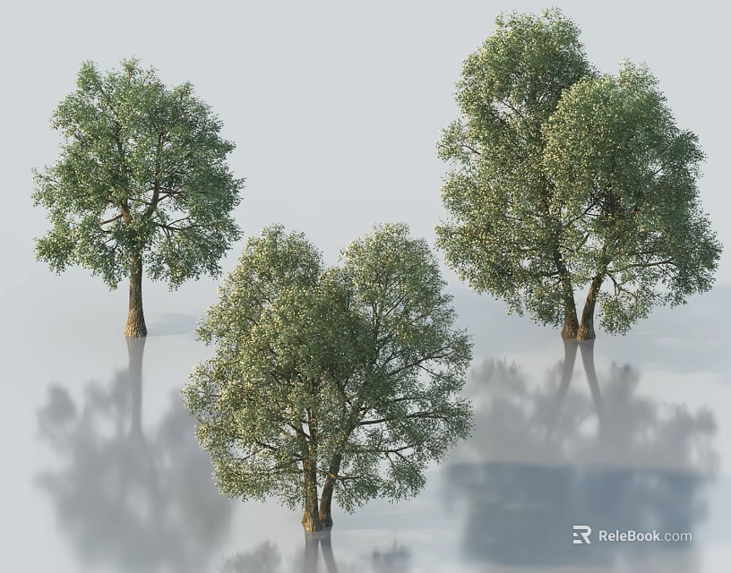 Lush Green Arbor Trees With Dense Foliage And Clear Reflections On Smooth Surface 3d model 