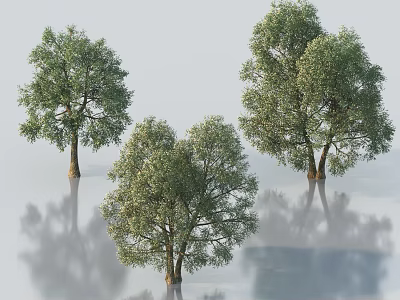 Lush Green Arbor Trees With Dense Foliage And Clear Reflections On Smooth Surface 3d model