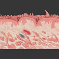 3D Anatomical Cross Section Model of Skin Organ with Hair Follicles