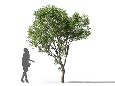 Tall Tree With Green Leaves And Silhouette Of A Woman Standing Nearby 3d model