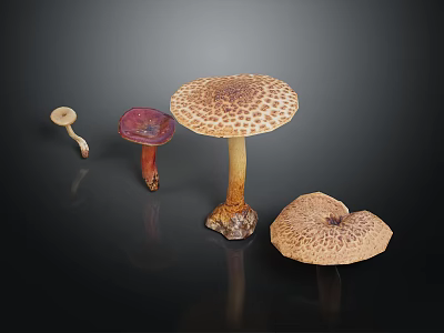 Different Types of Colorful Mushrooms With Unique Shapes And Textures On Black Background 3d model