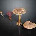 Different Types of Colorful Mushrooms With Unique Shapes And Textures On Black Background