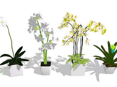 Various Bonsai Potted Orchid Plants With White Square Pots And Green Leaves 3d model