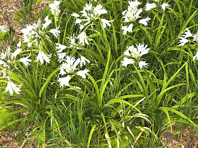 White Flowering Plants With Long Green Leaves In Natural Garden Setting 3d model