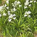 White Flowering Plants With Long Green Leaves In Natural Garden Setting