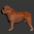 Orange French Bulldog 3D Model Standing On Dark Reflective Surface