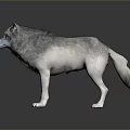 Realistic Detailed 3D Wolf Model Standing On Gray Background With Reflection 3d model