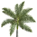 Tall Palm Trees With Lush Green Fronds And Straight Trunks In Natural Environment