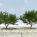 Two Green Leafy Arbor Trees on Stone Paved Ground with Blue Sky 3d model