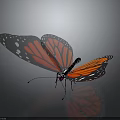 Monarch Butterfly With Orange And Black Wings White Spots And Reflection On Gray Background
