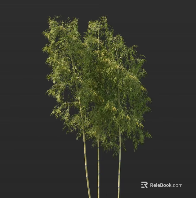 Bamboo Plants With Tall Green Stems And Lush Healthy Foliage 3d model 