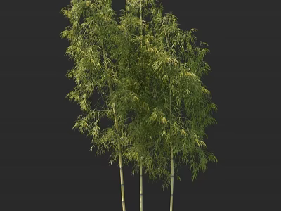 Bamboo Plants With Tall Green Stems And Lush Healthy Foliage 3d model