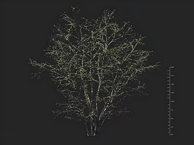 Tall Leafless Arbor Tree With Black Background And Height Measurement Scale 3d model