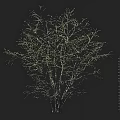 Tall Leafless Arbor Tree With Black Background And Height Measurement Scale