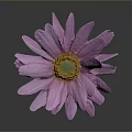 Pink Purple Daisy with Soft Petals Yellow Center Green Stem and Dark Background