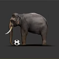 Large Elephant Playing With Black and White Soccer Ball on Sandy Ground Surface
