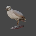 Seagull Taxidermy Mount On Wooden Base With Dark Background