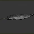 Realistic Narwhal With Long Spiral Tusk Gray Body On Dark Background