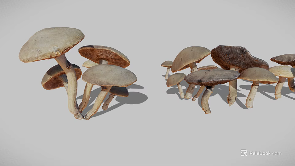 Multiple Brown Mushrooms Displaying Various Sizes And Natural Cap Stem Structures 3d model 