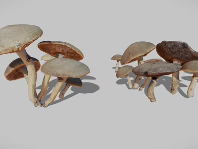 Multiple Brown Mushrooms Displaying Various Sizes And Natural Cap Stem Structures 3d model