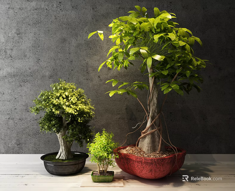 Various Sizes Bonsai Plants in Colorful Pots on Wooden Table Against Gray Wall 3d model 