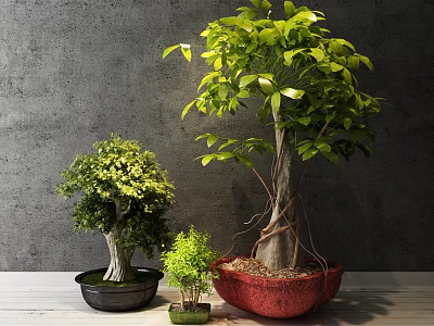 Various Sizes Bonsai Plants in Colorful Pots on Wooden Table Against Gray Wall 3d model