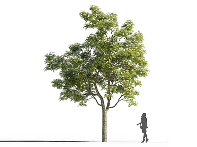 Tall Arbor With Green Leaves And Silhouette Of A Girl Standing Beside 3d model