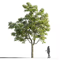 Tall Arbor With Green Leaves And Silhouette Of A Girl Standing Beside