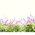 Vibrant Pink and Purple Flowers With Green Leaves in Full Bloom Garden View