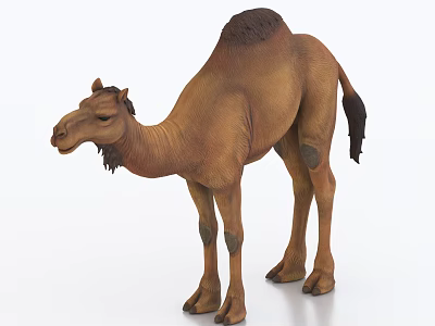 Brown Dromedary Camel Standing With Lifelike Fur Details And Strong Legs 3d model