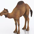 Brown Dromedary Camel Standing With Lifelike Fur Details And Strong Legs