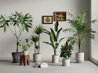 Various Indoor Potted Plants of Different Sizes with Decorative Pots and Books 3d model