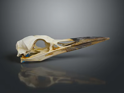 Animal Skull With Long Beak White Black And Blue Marks On Gray Background With Reflection 3d model