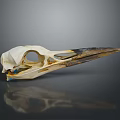 Animal Skull With Long Beak White Black And Blue Marks On Gray Background With Reflection