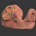 Detailed 3D Anatomical Structure Model With Pink Textured Curled Design For Medical Education