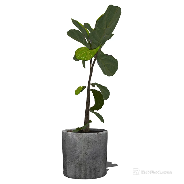 Elegant Bonsai Potted Plant With Green Fiddle Leaf In Gray Concrete Pot For Indoor Decor 3d model 