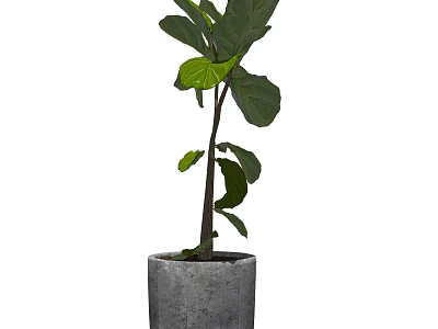 Elegant Bonsai Potted Plant With Green Fiddle Leaf In Gray Concrete Pot For Indoor Decor 3d model