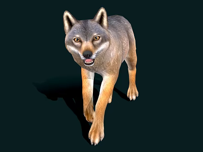 Gray And Brown Wolf Front View Standing On Dark Background With Shadow 3d model