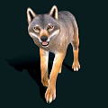 Gray And Brown Wolf Front View Standing On Dark Background With Shadow
