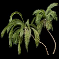 Tall Palm Trees With Lush Green Fronds And Curved Trunks In Natural Scene