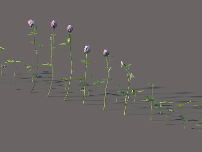 Purple Flowering Plants with Green Stems Some Fully Opened Round Blooms on Gray Background 3d model
