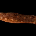 Brown Spotted Elongated Sea Cucumber Marine Aquatic Animal Natural Closeup View
