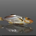 Fresh Whole Fish with Shiny Silver Scales and Golden Accents on Dark Surface
